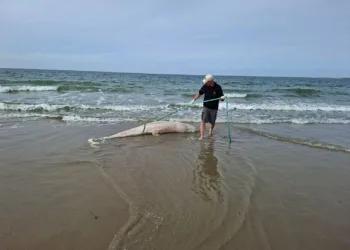 Rare Risso’s dolphin washes up in Zeeland, first since 1970