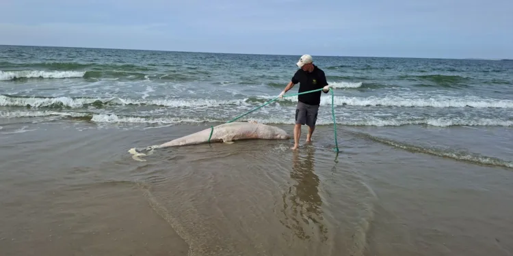 Rare Risso’s dolphin washes up in Zeeland, first since 1970
