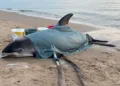 Rare white-beaked dolphin found alive on Egmond beach