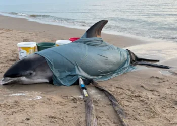 Rare white-beaked dolphin found alive on Egmond beach