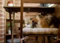 Camilla (41) in Burenruzies: ‘De buren laten hun kattenbak op het balkon staan en wij zitten in de stank’