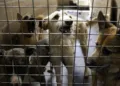 Vet alarm calls over neglected pets in NL triple in three years