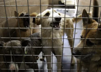Vet alarm calls over neglected pets in NL triple in three years