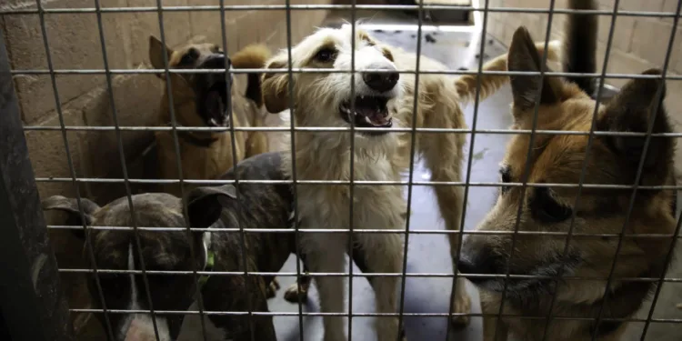 Vet alarm calls over neglected pets in NL triple in three years