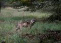 Als laatste provincie is ook in Zuid-Holland een wolf gezien