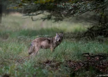 Als laatste provincie is ook in Zuid-Holland een wolf gezien