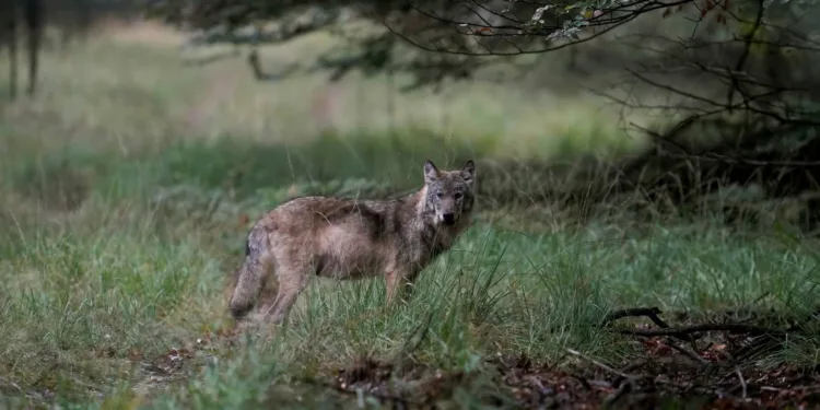 Als laatste provincie is ook in Zuid-Holland een wolf gezien