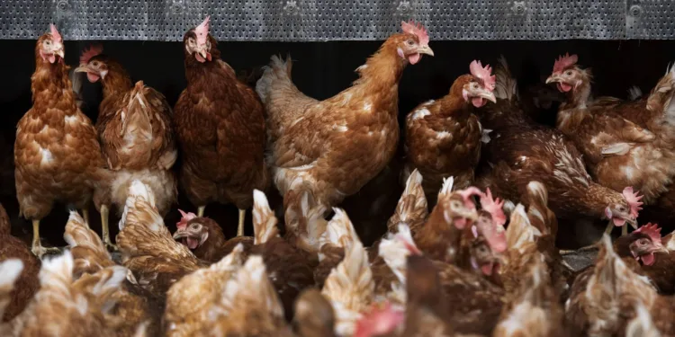Vogelgriep vastgesteld bij pluimveebedrijf in Biddinghuizen