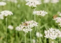 Half of Dutch listed species under threat, data shows