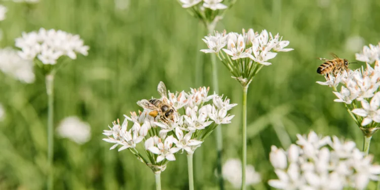 Half of Dutch listed species under threat, data shows