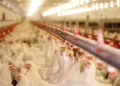 Bird flu hits poultry farm in Biddinghuizen after lull in cases