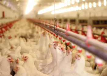 Bird flu hits poultry farm in Biddinghuizen after lull in cases