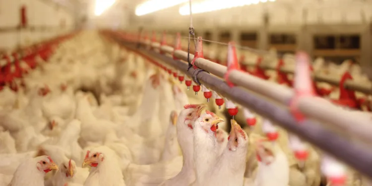 Bird flu hits poultry farm in Biddinghuizen after lull in cases