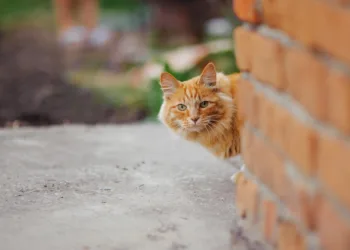 Dutch island to use drones to round up and remove stray cats