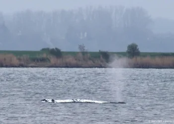 Karkas bultrug Timmy op land getrokken in Denemarken