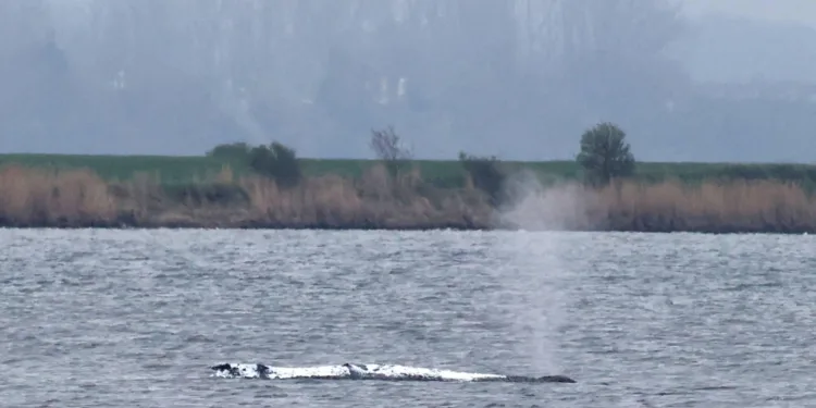 Karkas bultrug Timmy op land getrokken in Denemarken