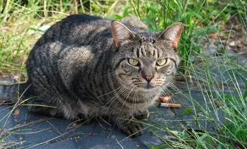 Déze provincie wil het afschieten van verwilderde katten toestaan
