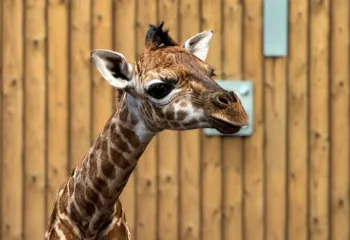 ”Lanky boy” arrives in Emmen as giraffe gives birth to 72kg calf