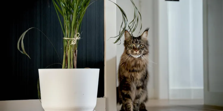 Jessica (39) in Burenruzies: ‘De kat van de buren komt via ons kattenluik naar binnen en steelt het eten van onze kat’
